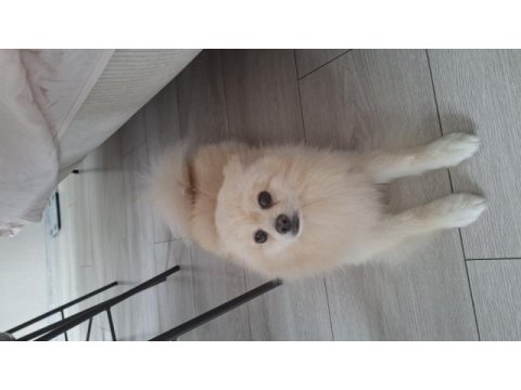 Acil sahiplendirme pomeranian