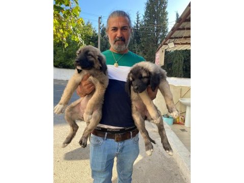 Üst düzey kaliteli karabaş yavruları 2dişi