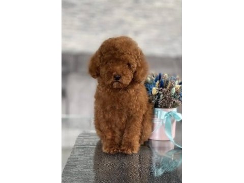Poodle bebekler
