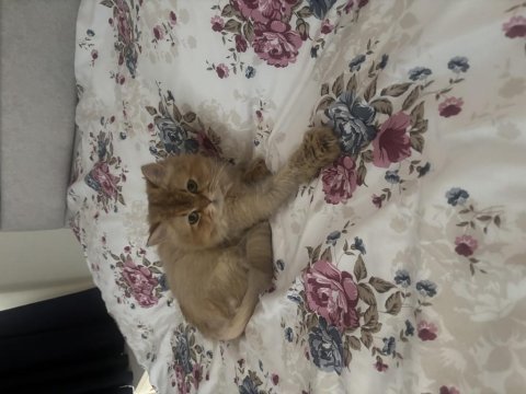 Ücretsiz sahiplendirme british longhair kedimiz 1 yaşında