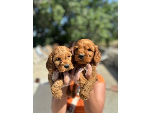 Irk ve sağlık garantili cocker yavrularım