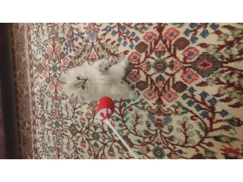 Uygun puan son yavru chinchilla