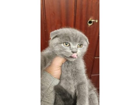 British shorthair yavrularım yuvalarını bekliyor