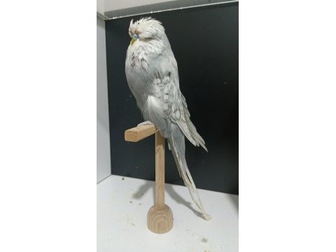 24 bilezikli vasıflı erkek muhabbet kuşu