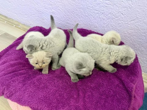 Uyguna ev ortamında büyümekte olan kediler