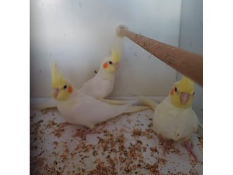 Yavru lutino sultan papağanlar