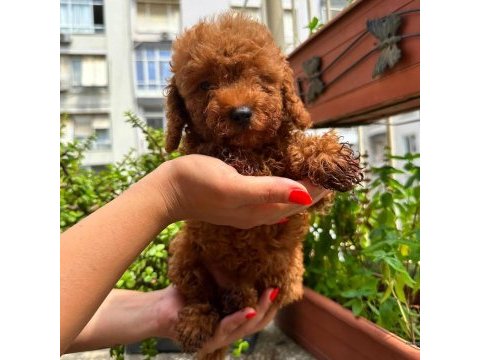Ankara nın en güzel toy poodle yavruları