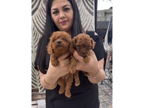 Red toy poodle yavrularım