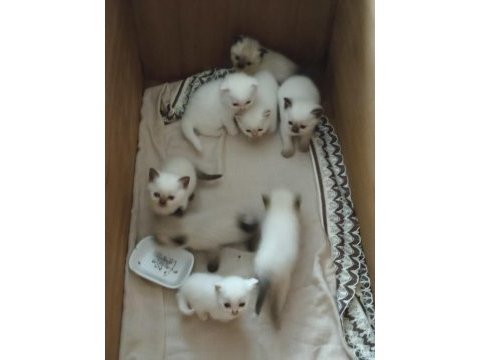 Blue point ve scottish fold yavrular