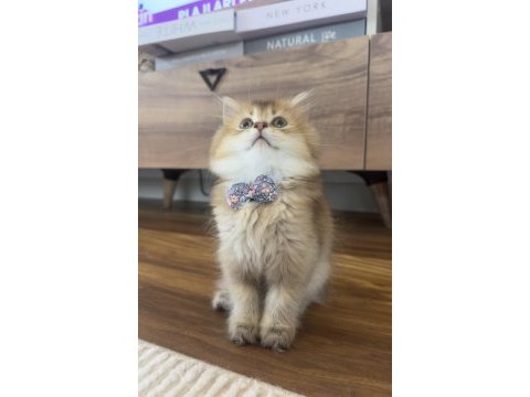 British longhair golden ny25