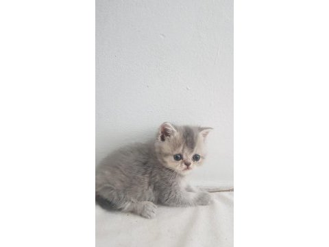 Kaliteli sağlıklı scottish fold yavrular