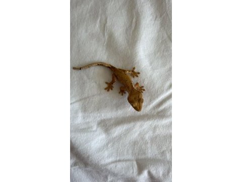 Crested gecko - her şeyi ile birlikte