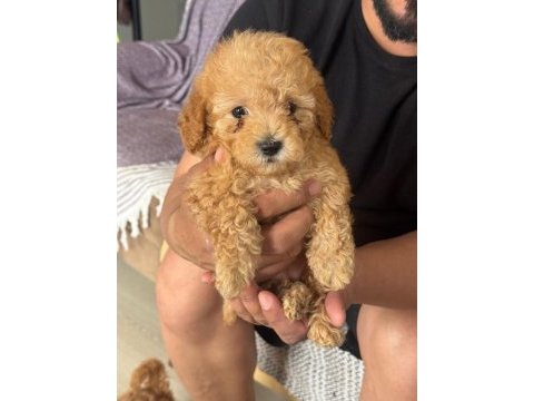 Orijinal poodle yavrular