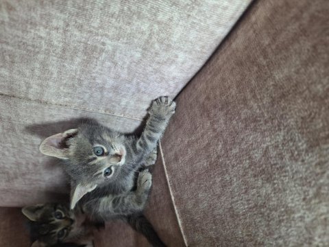 2 aylık yavru kedimiz