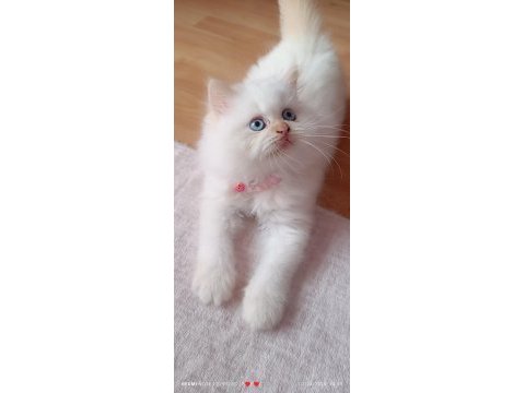 Yaramaz boncuk iran kedisi