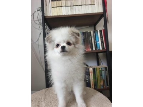 Pomeranian bebekler