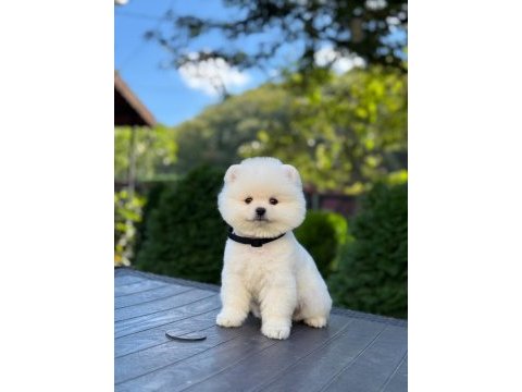 Pomeranian erkek bebek kys