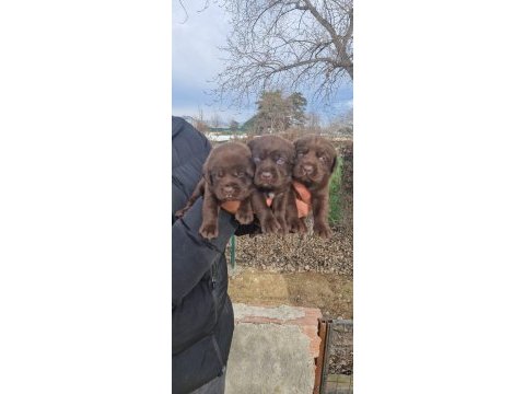 Labrador yavrularımız