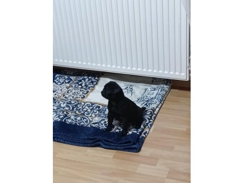 Güzel pug yavru heyecanlı