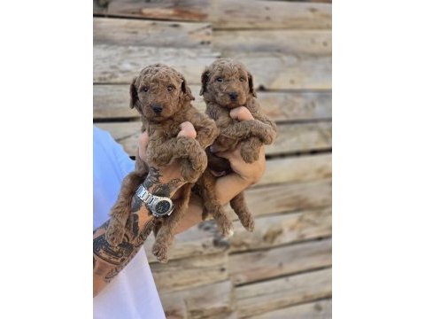 Labradoodle yavruları