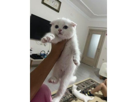 Scottish fold paşam uyguna verilecek