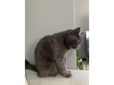 4 yaşında brıtısh shorthair acil sahiplendirme
