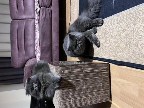 Scottish fold kızıma british longhair arıyorum