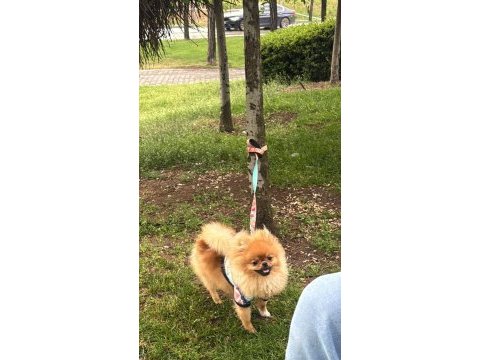 6 aylık pomeranian