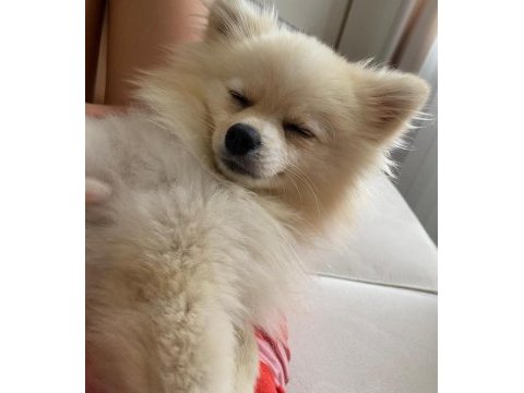 8 aylık pomeranian spitz