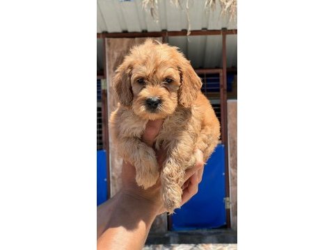 Sevimli maltipoo yavrularımız