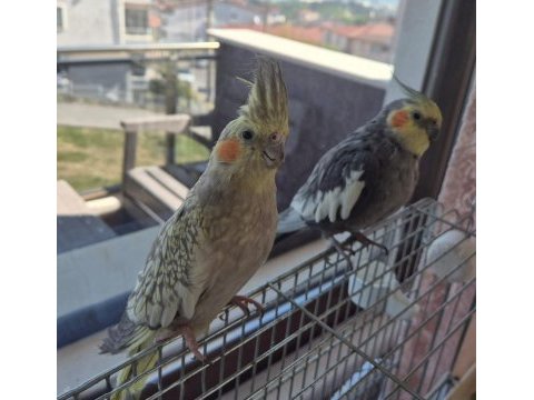 Takım sultan papağanı