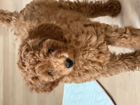 Yavru poodle