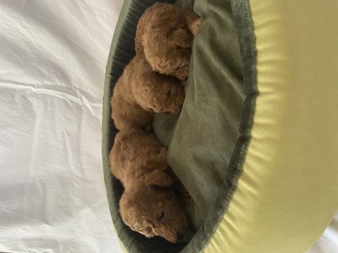 Toy poodle ırk ve sağlık garantili