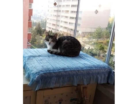 Bahçeye ihtiyaç duyan özel bir kedimiz için yuva
