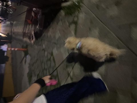 5 aylık maltipoo sahiplendiriyorum