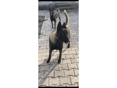 Uygun dişi belçika kurdu