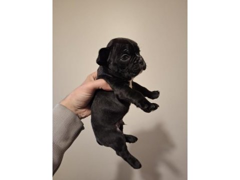 French bulldog bebekler yeni yuva bekliyorlar