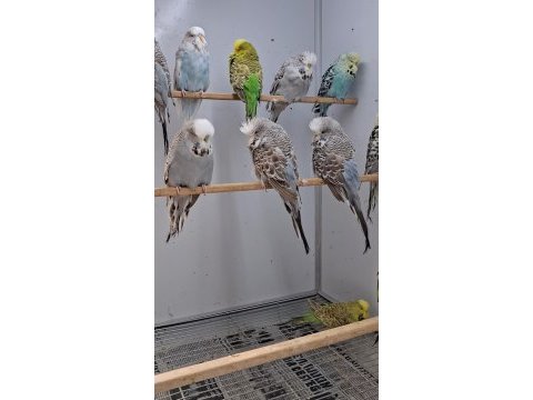 Show jumbo muhabbet kuşları