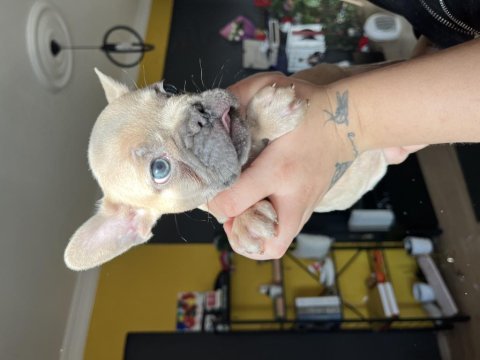 Son 4 yavru 50 günlük blue french bulldog yavrular