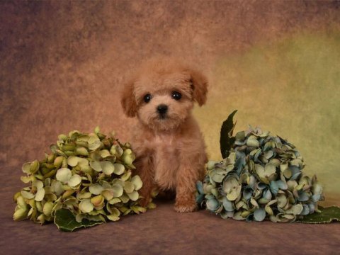 Kg garantili kore maltipoo