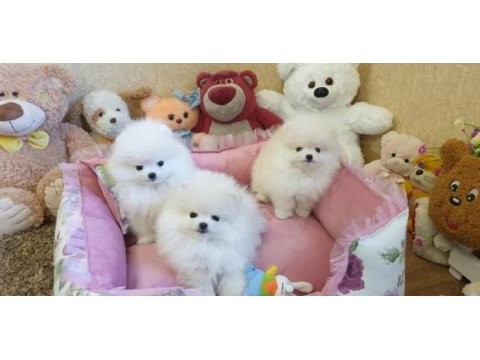 Pomeranian boo yavruları ıstanbul 
