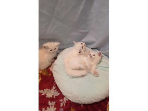 Dünya güzelleri british shorthair yeni yuvasını arıyor
