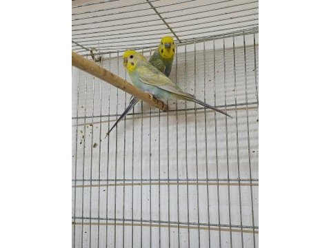 Sahiplendirme muhabbet kuşları