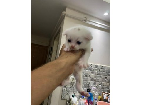 2 aylık scottish fold