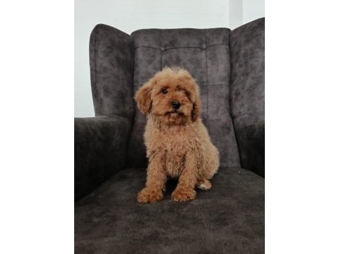Red poodle yavrumuz