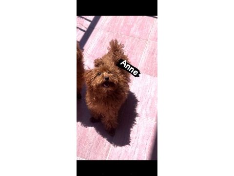 Yok böyle bir poodle