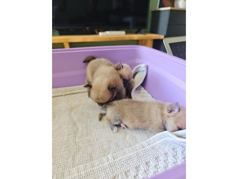 Pomeranian chihuahua mix