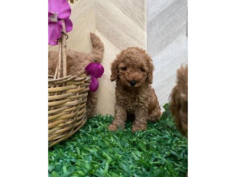 Toy poodle yavru köpekler