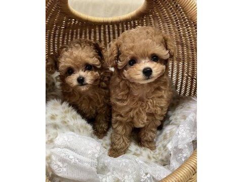 Sevgi dolu toy poodle yavrularımız