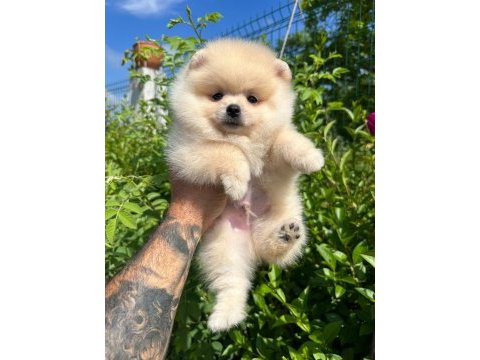 Pomeranian boo